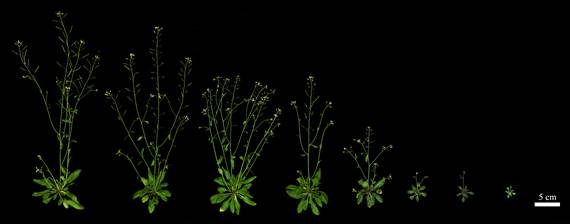 A group of green plants Description automatically generated